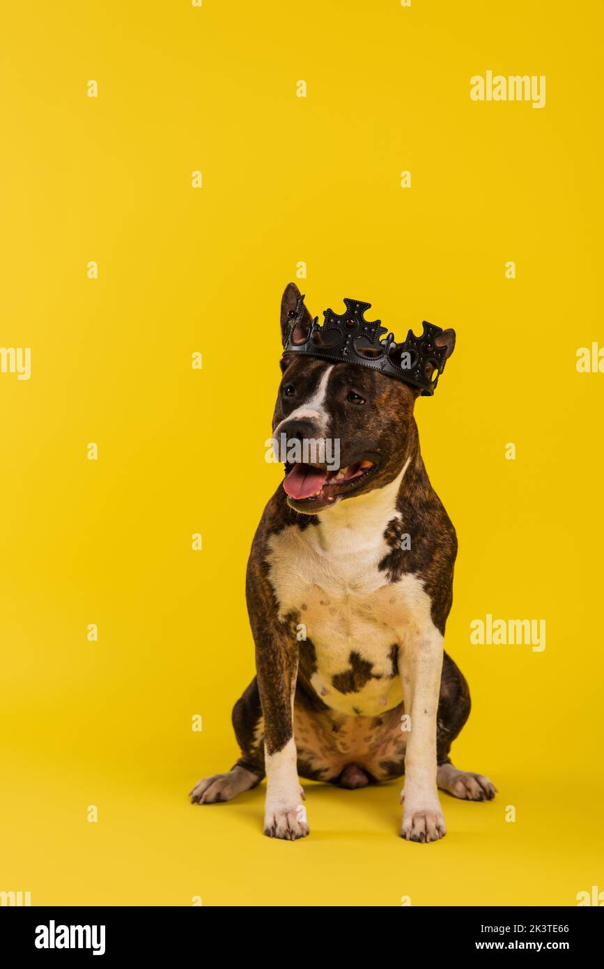 purebred staffordshire toro terrier in corona reale seduta su giallo, immagine stock Foto Stock
