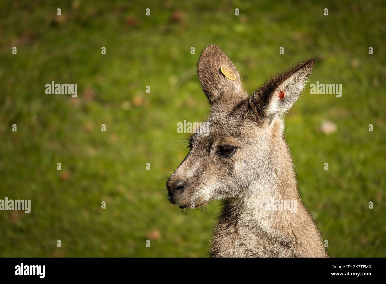 Ritratto di giovane canguro grigio orientale con sfondo verde erba. Macropus giganteus nel giardino zoologico. Foto Stock