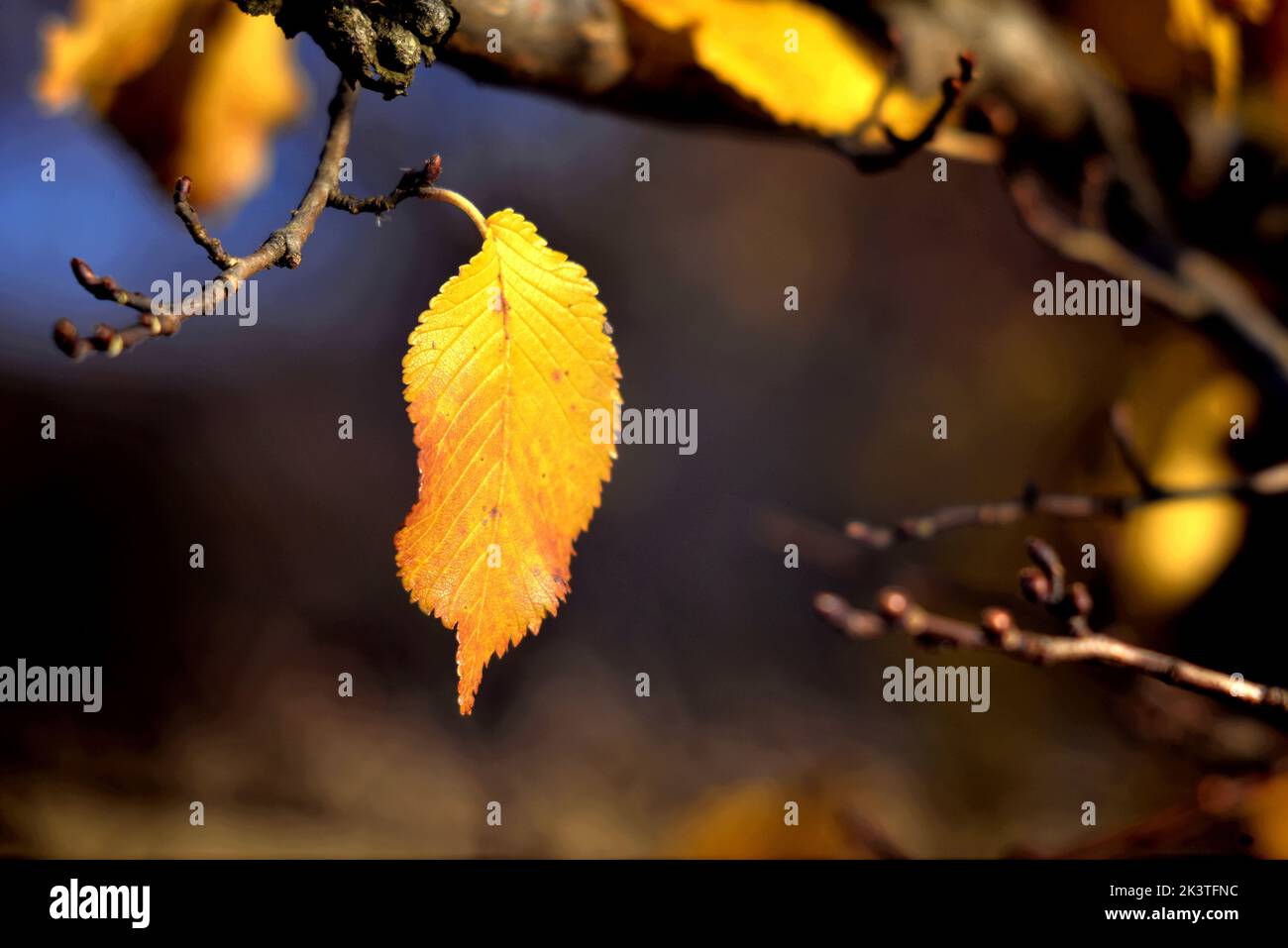 Autunno lasciare su un albero Foto Stock