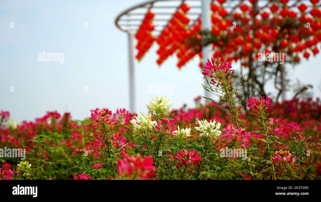 Un primo piano di Cleome hassleriana, fiori di ragno colorati nel giardino. Foto Stock