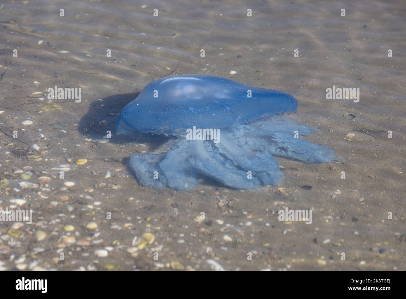 Canna Medusa Foto Stock