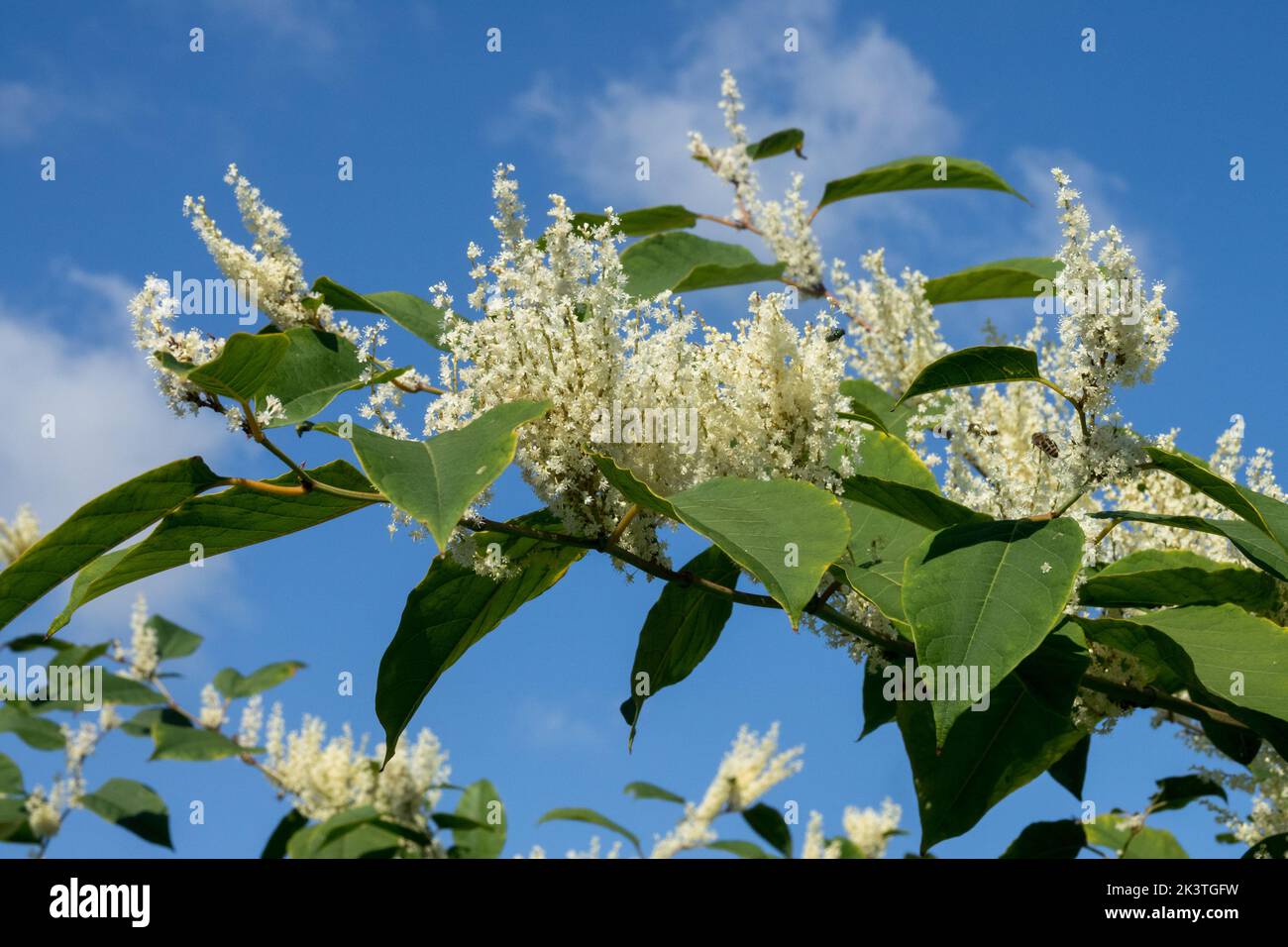 Knotweed giapponese, flopia japonica, fiori, flopia, fiori, Annodato, Reynoutria, fioritura, contro il cielo blu Foto Stock