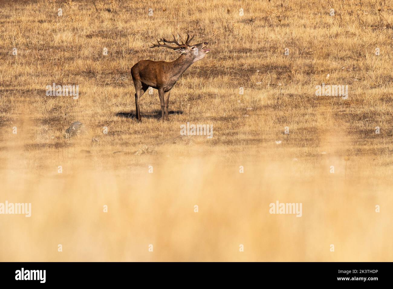 Un cervo rosso ruggisce durante la stagione di rutting nel Parco Nazionale di Monfrague. Nella stagione dei rutting i cervi rossi competono l'uno contro l'altro ruggendo, bello Foto Stock