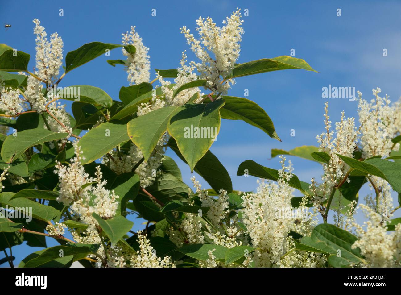Giapponese Knotweed, Fallopia japonica, Blooming, Reynoutria japonica bei fiori ma dura pianta invasiva Foto Stock
