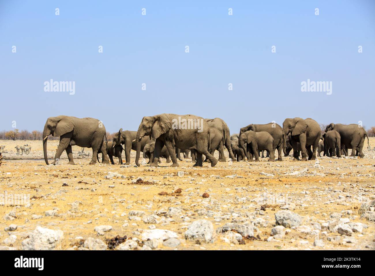 Una grande mandria di elefanti africani che camminano attraverso la savana secca a Rietfontein con un cielo blu chiaro e luminoso, nel Parco Nazionale di Etosha, Namibia Foto Stock