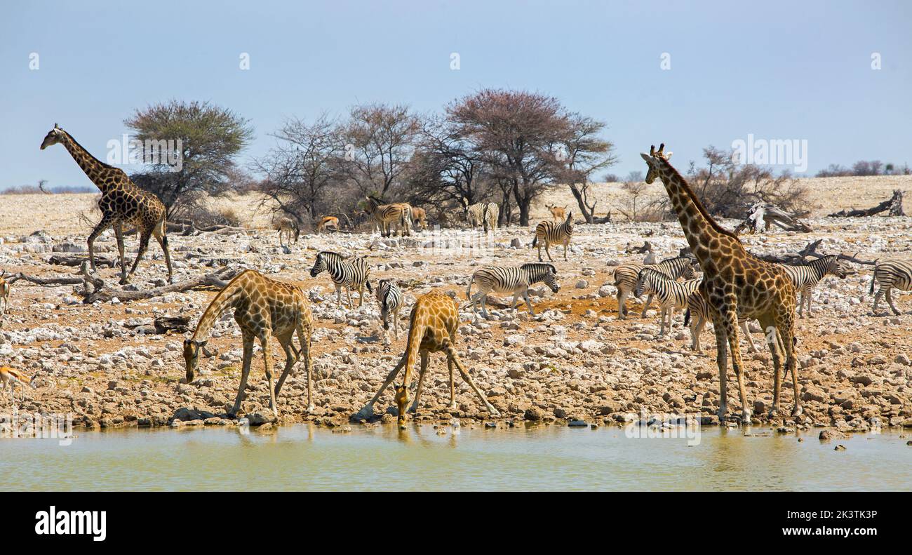 La buca di Okaukeujo con molti animali che bevono al sole di mezza giornata - Parco Nazionale di Etosha, Namibia Foto Stock
