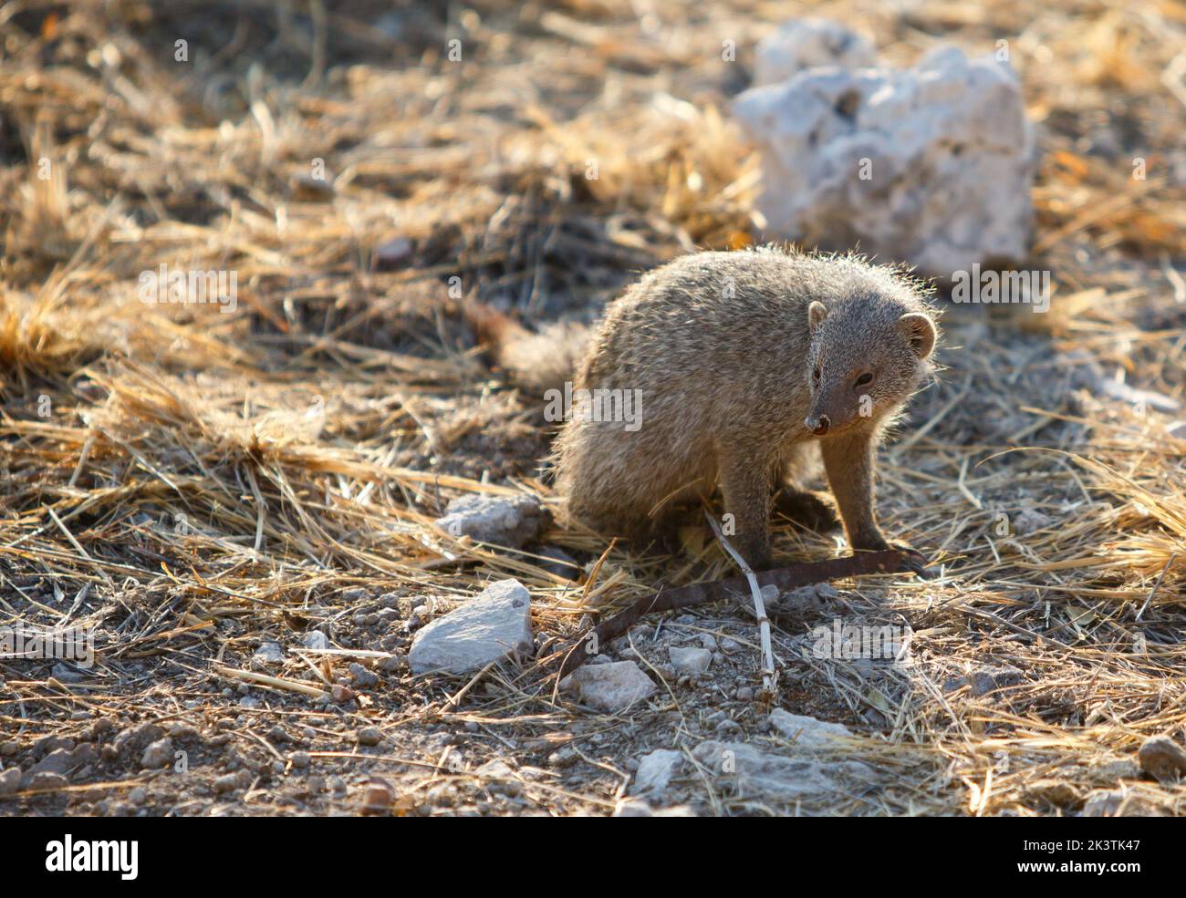 Carino comune sottile Mongoose, riposante sul terreno asciutto nel Parco Nazionale di Etosha, Namibia Foto Stock
