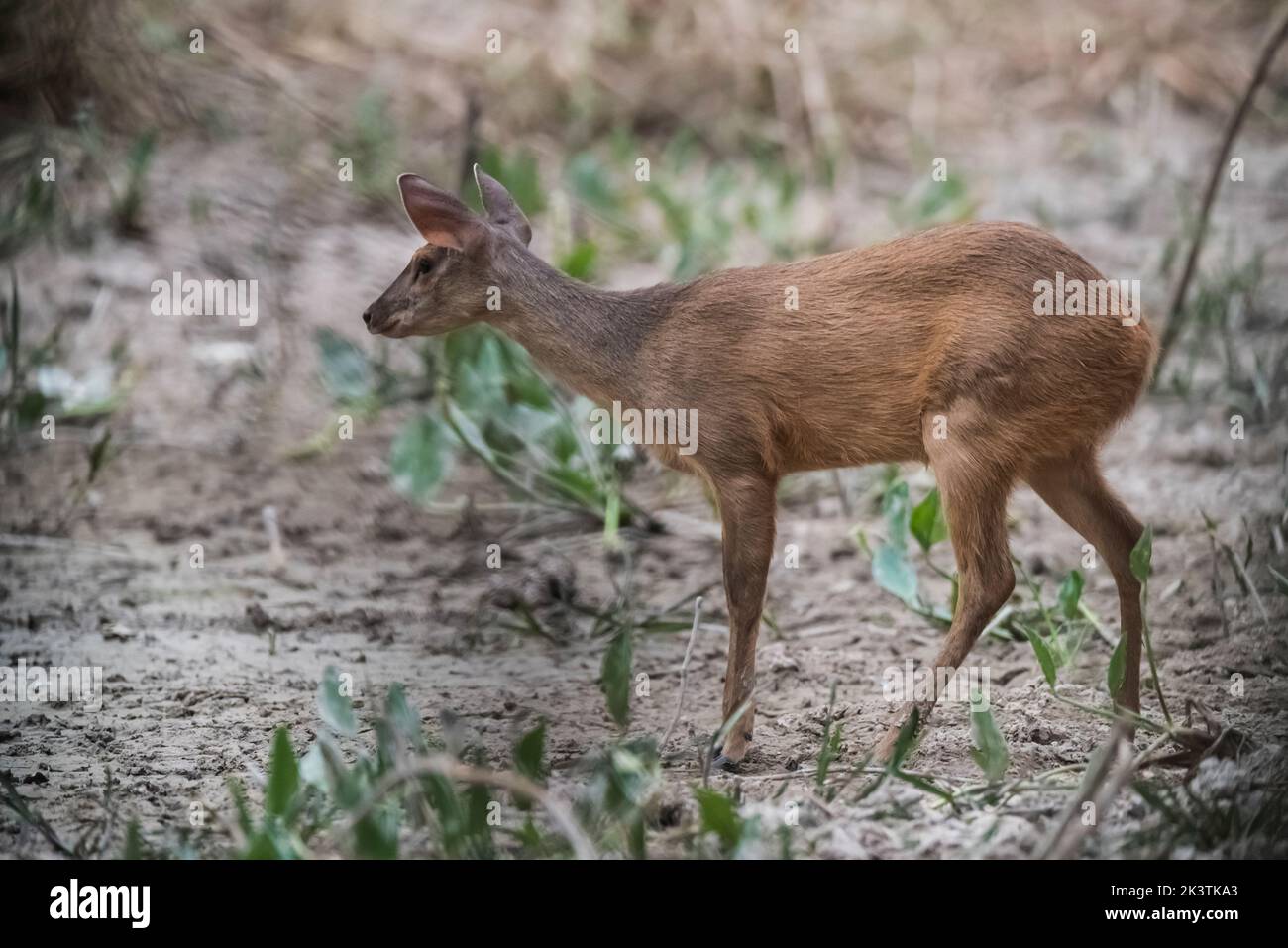 Cervo marrone.Mato grosso Brasile Foto Stock