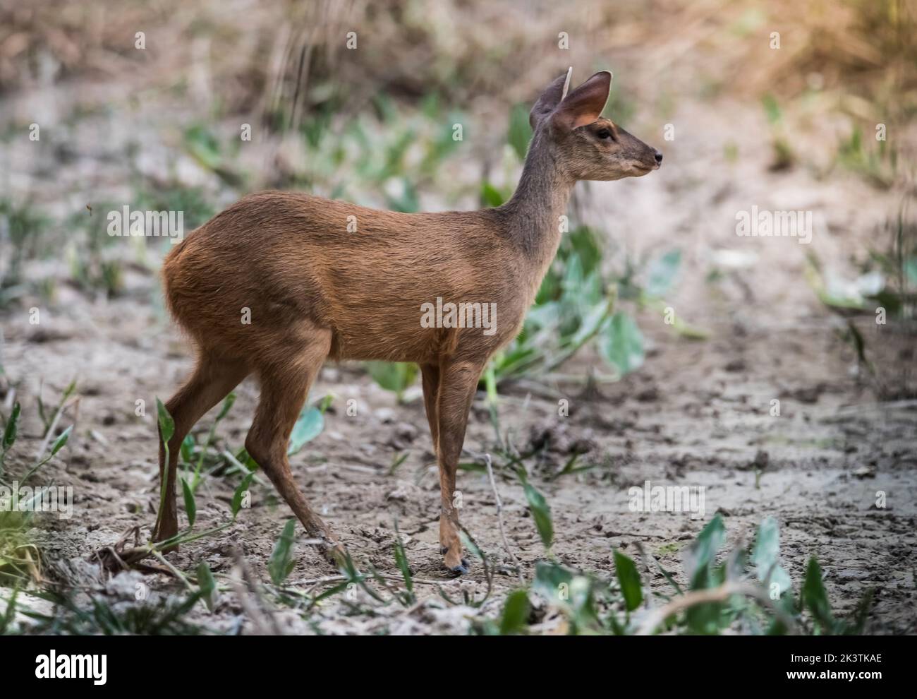 Cervo marrone.Mato grosso Brasile Foto Stock