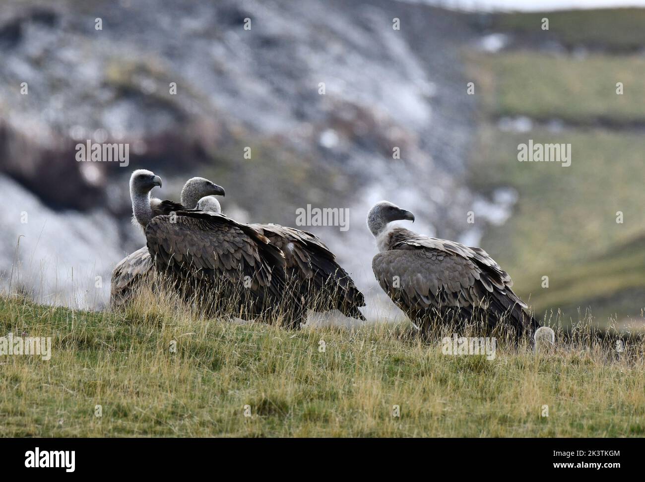 Avvoltoi Griffon sul col du Pourtalet, Vallee D'Ossau nei pirenei al confine con la Francia e la Spagna. Foto Stock Avvoltoi Griffon sul col du Pourtalet, Vallee D'Ossau nei pirenei al confine con la Francia e la Spagna. Foto Stock