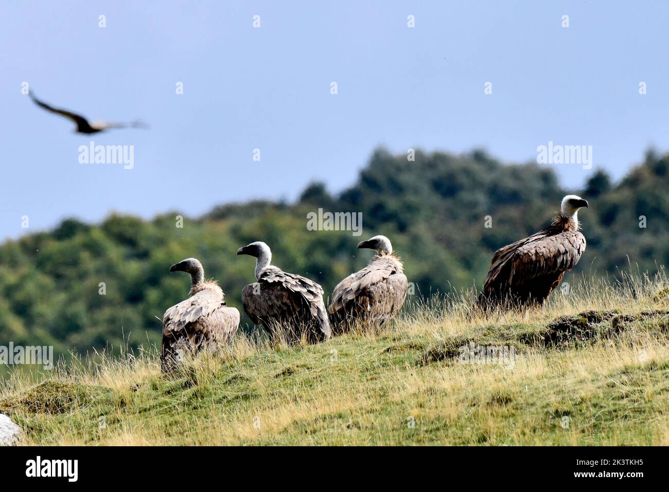 Avvoltoi Griffin sul col du Pourtalet, Vallee D'Ossau nei pirenei al confine con la Francia e la Spagna. Foto Stock