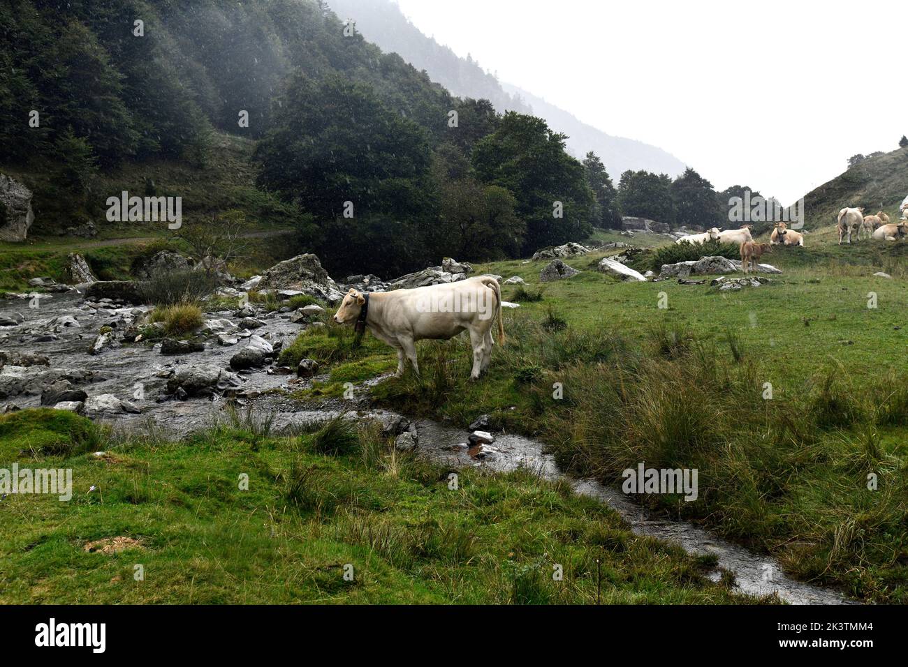 Bovini e cavalli semi-selvatici al pascolo a col du Pourtalet, Vallee D'Ossau nei pirenei, al confine con la Francia e la Spagna. Foto Stock