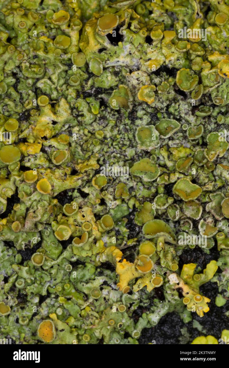 Gelbflechte, Gewöhnliche Gelbflechte, Wand-Gelbflechte, Gelbe Wandflechte, Goldgelbe Wandflechte, Gelbe Wandschüsselflechte, Flechte auf Dachpappe auf Foto Stock