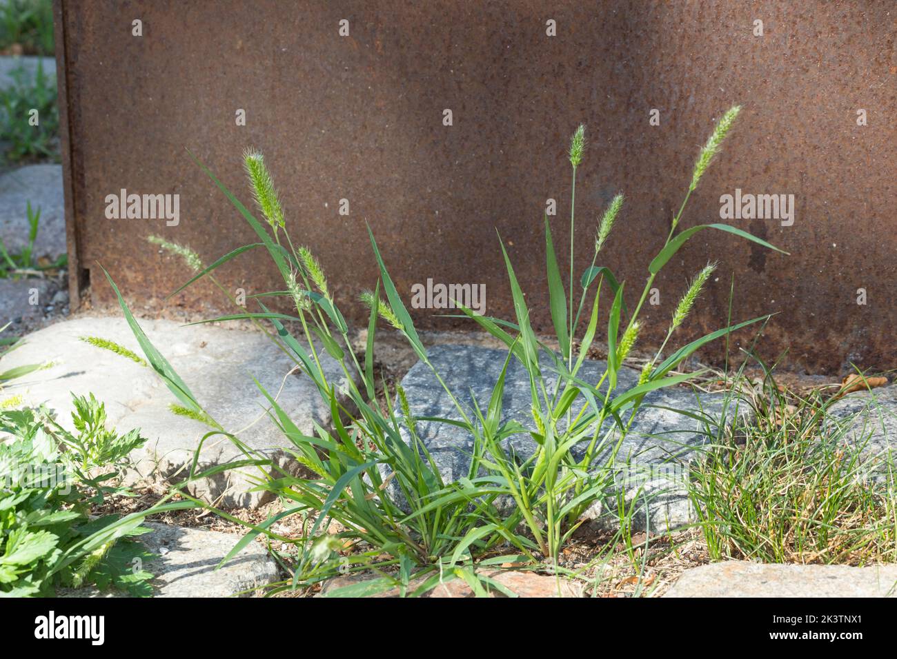 Grüne Borstenhirse, Setaria viridis, coda di volpe verde, erba delle setole verdi, miglio di coda di volpe selvatica, la Sétaire verte Foto Stock