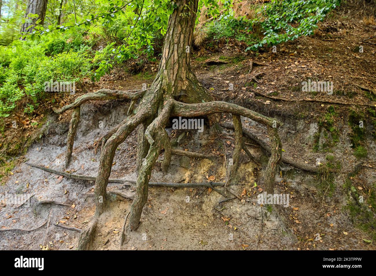 Albero con radici esposte sul bordo di un pendio in un ambiente forestale. Foto Stock