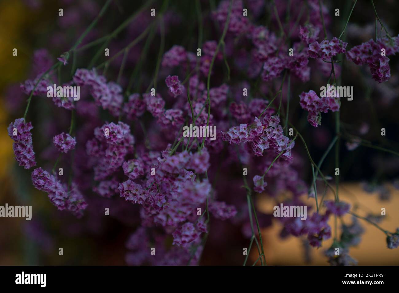 Ancora vita shot di mazzo di fiori viola secchi Foto Stock