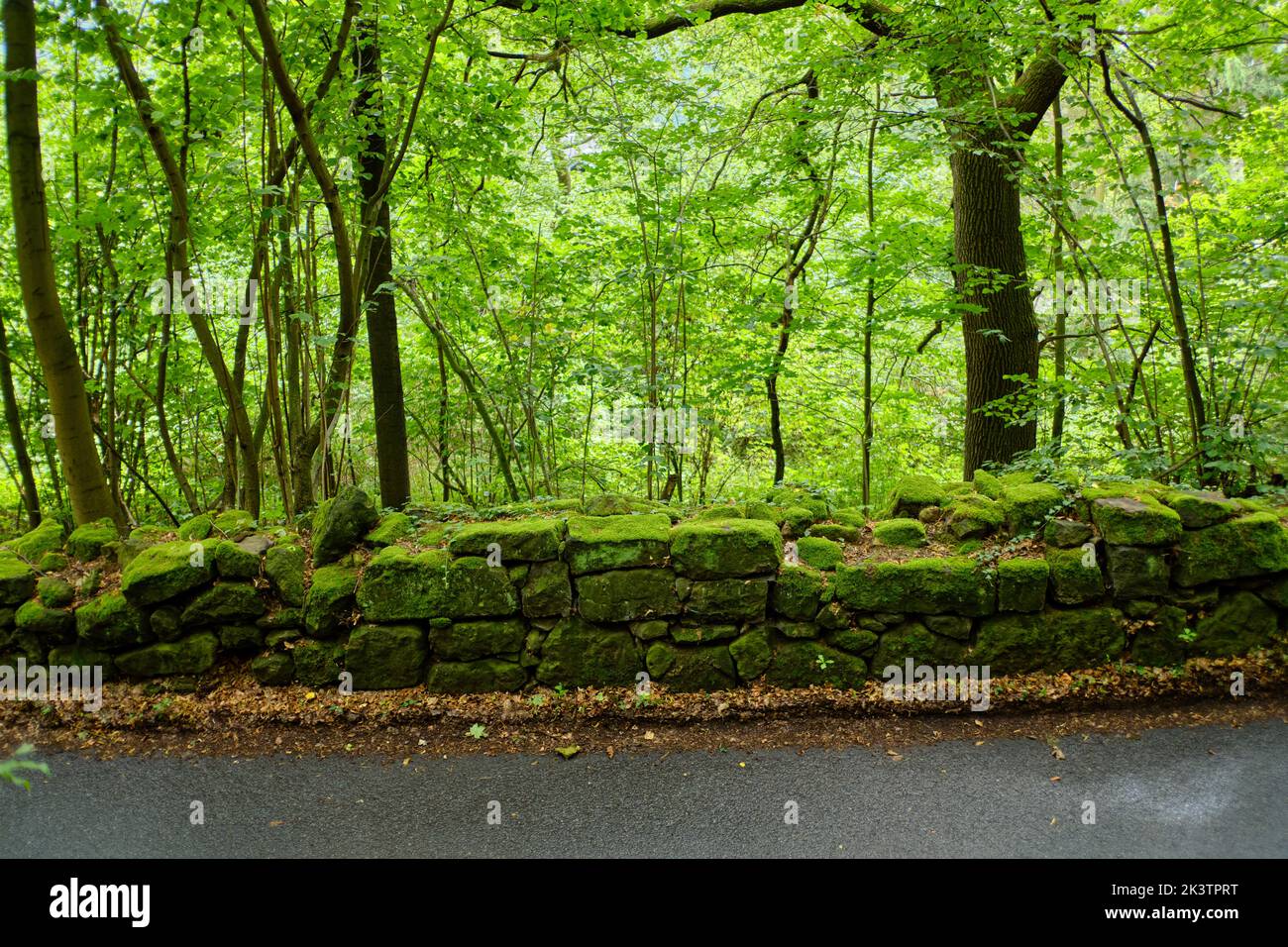 Muro di pietra di masso che forma il confine tra una strada di campagna e un piccolo bosco, Prossen, Bad Schandau, Svizzera sassone, Sassonia, Germania. Foto Stock