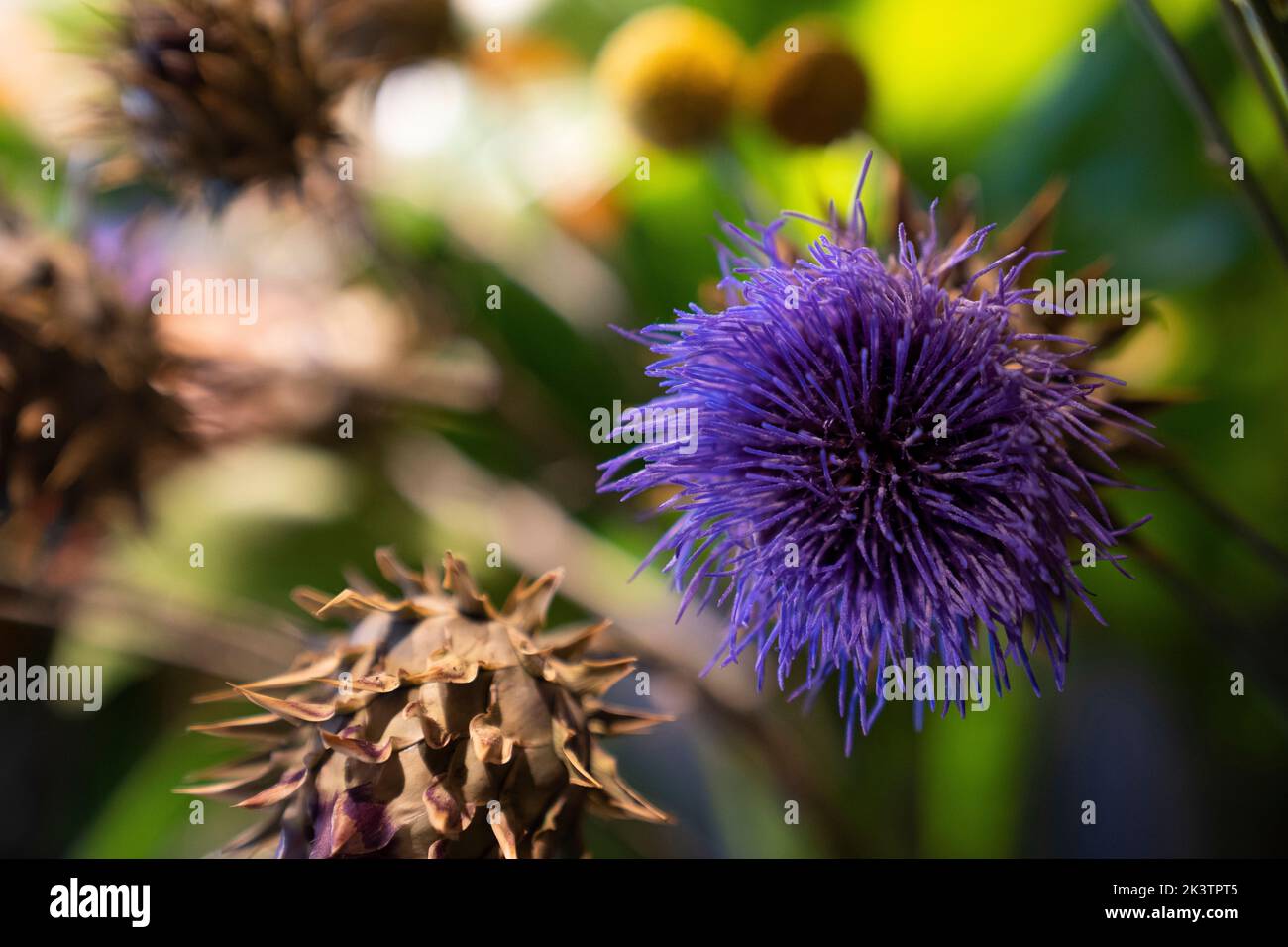 Colpo di primo piano di cardo secco Foto Stock