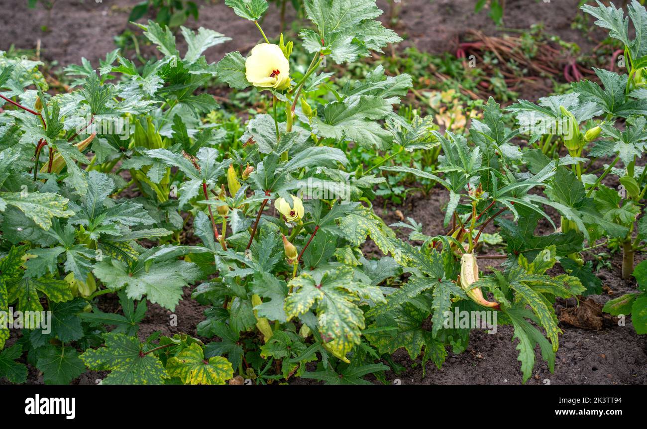 Primo piano di Okra che cresce in un giardino (Abelmoschus esculentus) Foto Stock