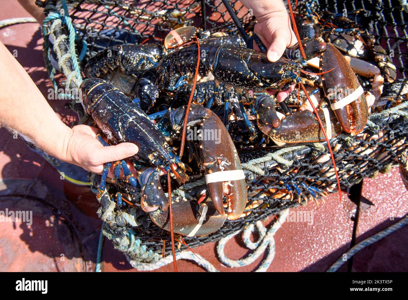 Cattura dell'aragosta al porto di Newlyn in Cornovaglia, Regno Unito Foto Stock