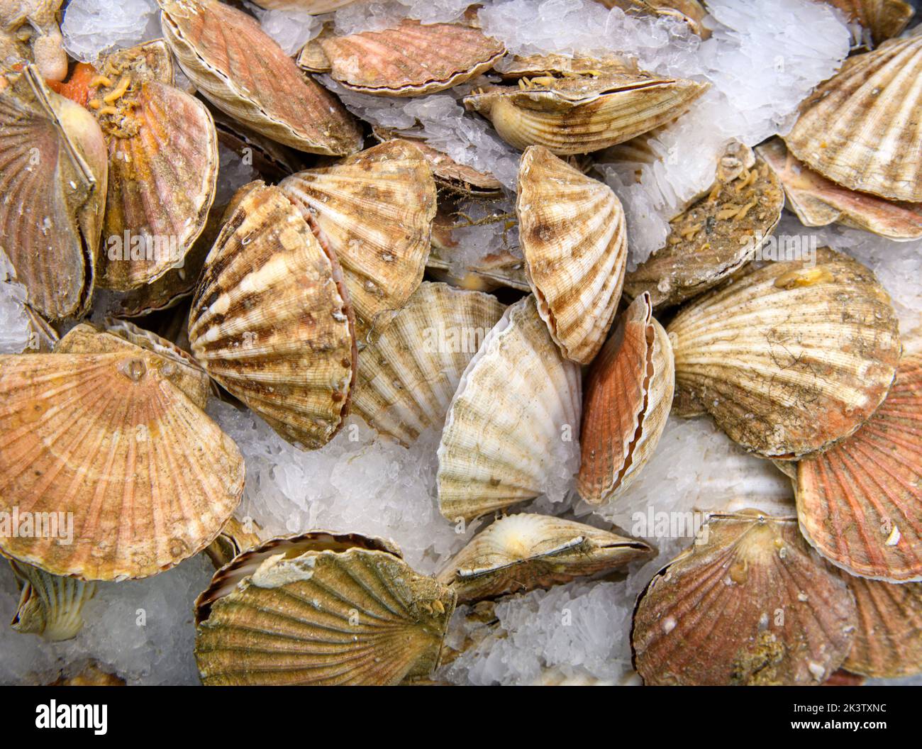 Capesante nel porto di Newlyn a Cornwall, Regno Unito Foto Stock