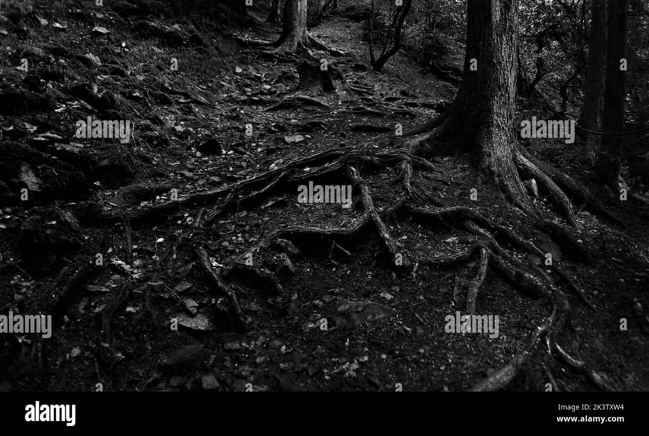Un colpo in scala di grigi delle radici dell'albero sul terreno della foresta Foto Stock
