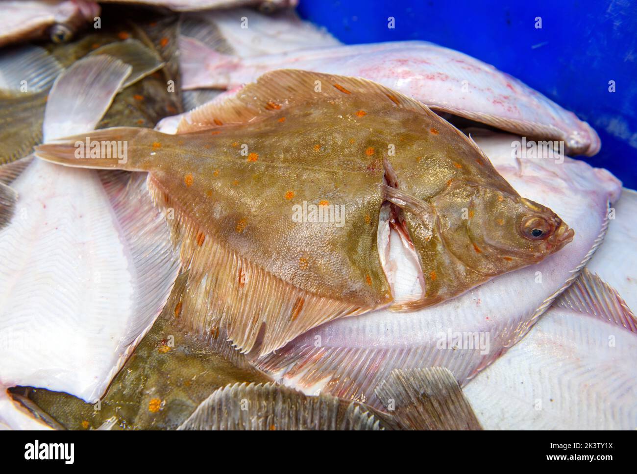 Passera di mare nel porto di Newlyn in Cornovaglia, Regno Unito Foto Stock