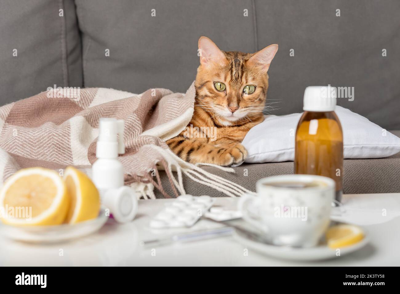 Un gatto malato giace sul divano, avvolto in una coperta. Gatto bengala con sintomi influenzali o freddi in trattamento a casa. Concetto di raffreddore e influenza invernale. Foto Stock