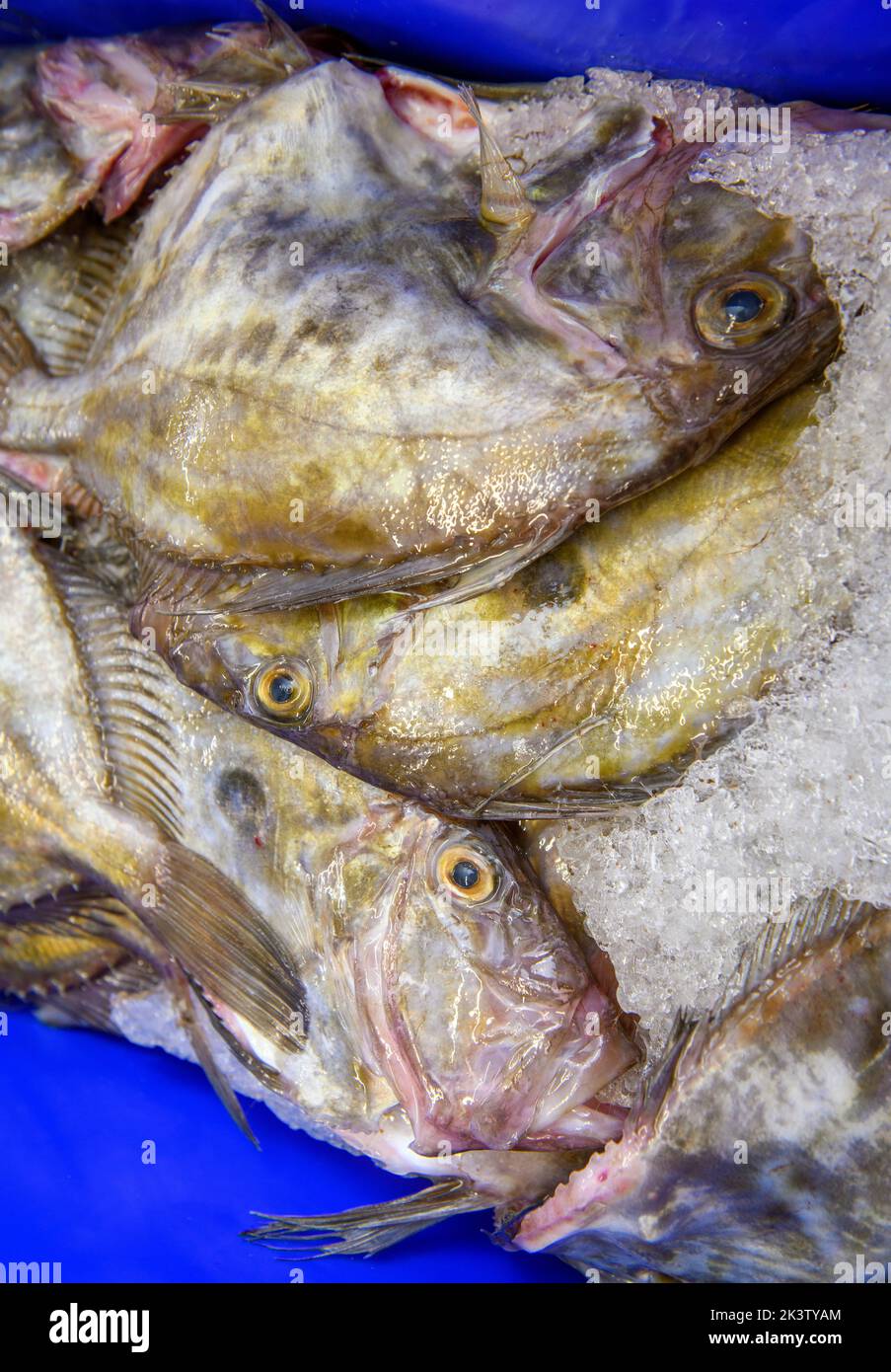 John Dory nel porto di Newlyn in Cornovaglia, Regno Unito Foto Stock