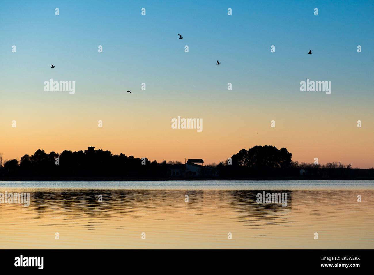 Gregge di uccelli che volano sul fiume con acqua increspata contro cielo nuvoloso e riva con alberi alti in serata Foto Stock