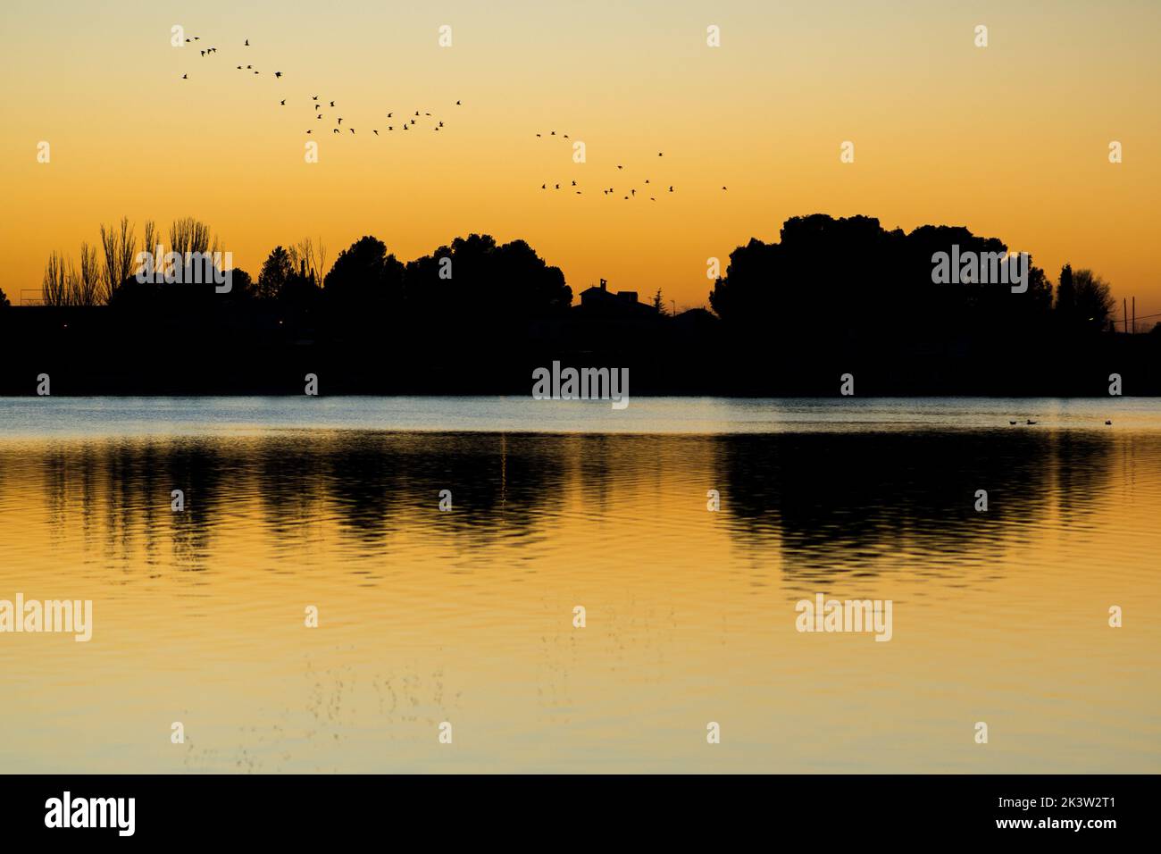 Gregge di uccelli che volano sul fiume con acqua increspata contro cielo nuvoloso e riva con alberi alti in serata Foto Stock