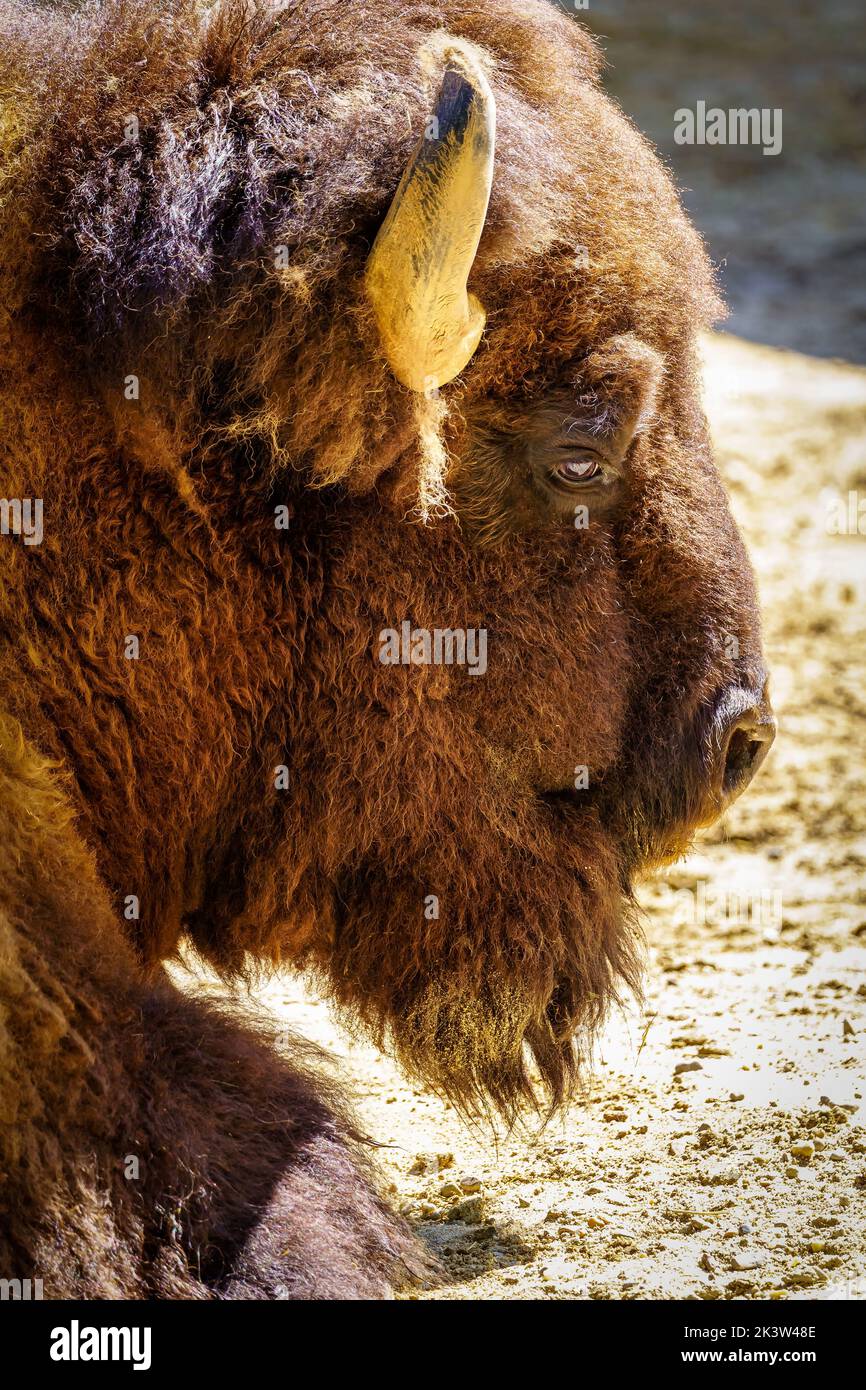 Bisonte americano che riposa a terra in una giornata di sole e caldo. Foto Stock Bisonte americano che riposa a terra in una giornata di sole e caldo. Foto Stock