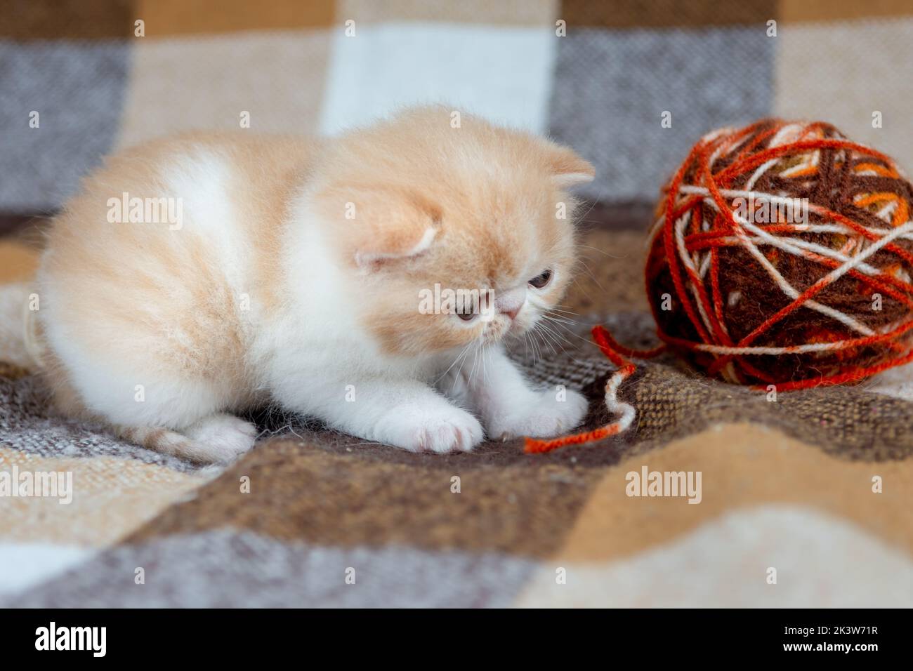 Un gattino rosso carino di una razza esotica shorthair è seduto in un cesto di vimini su uno sfondo a scacchi e giocando con palle di filo, primo piano. Foto Stock