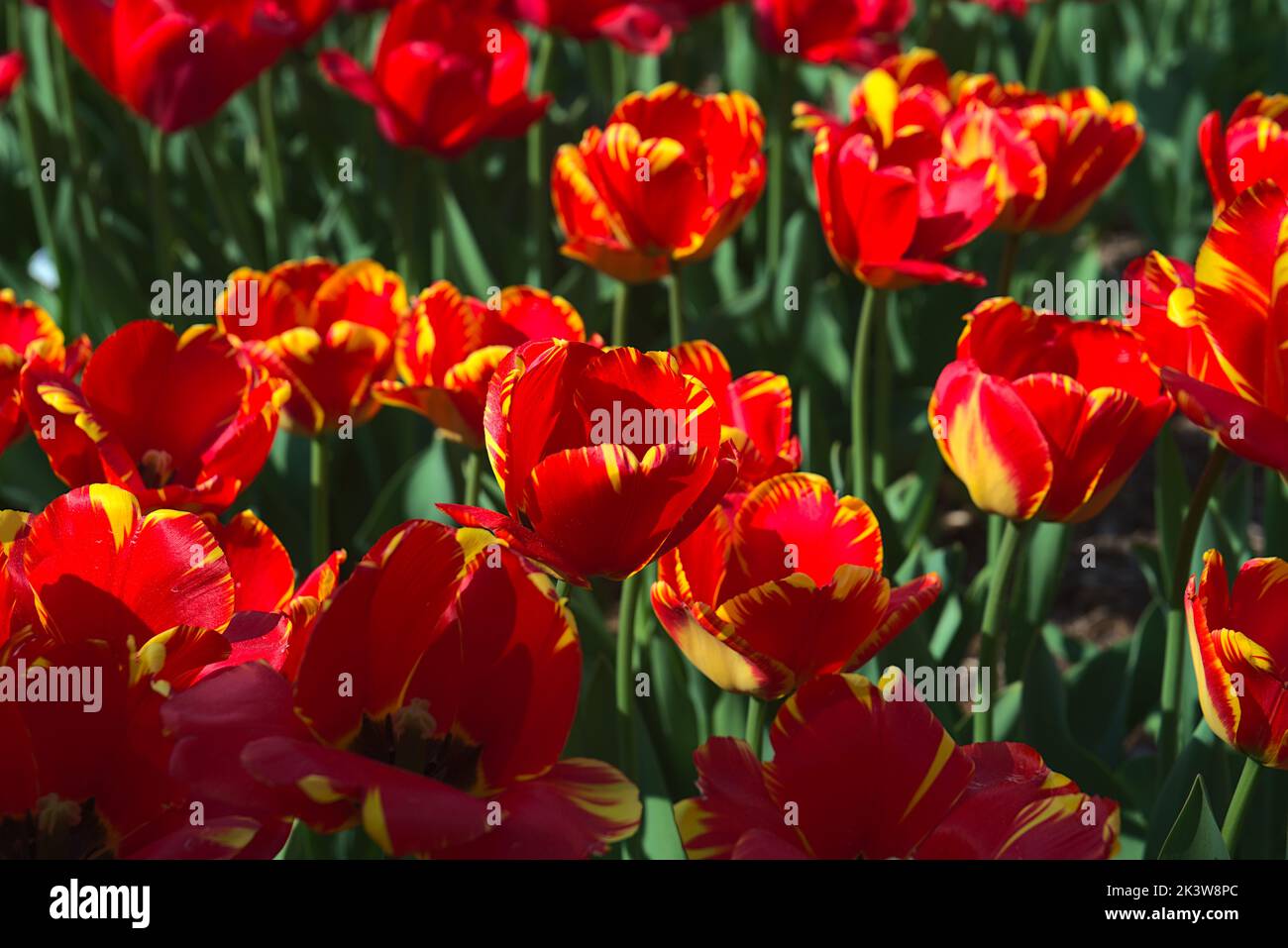 Bellissimi tulipani rossi che crescono nel campo Foto Stock