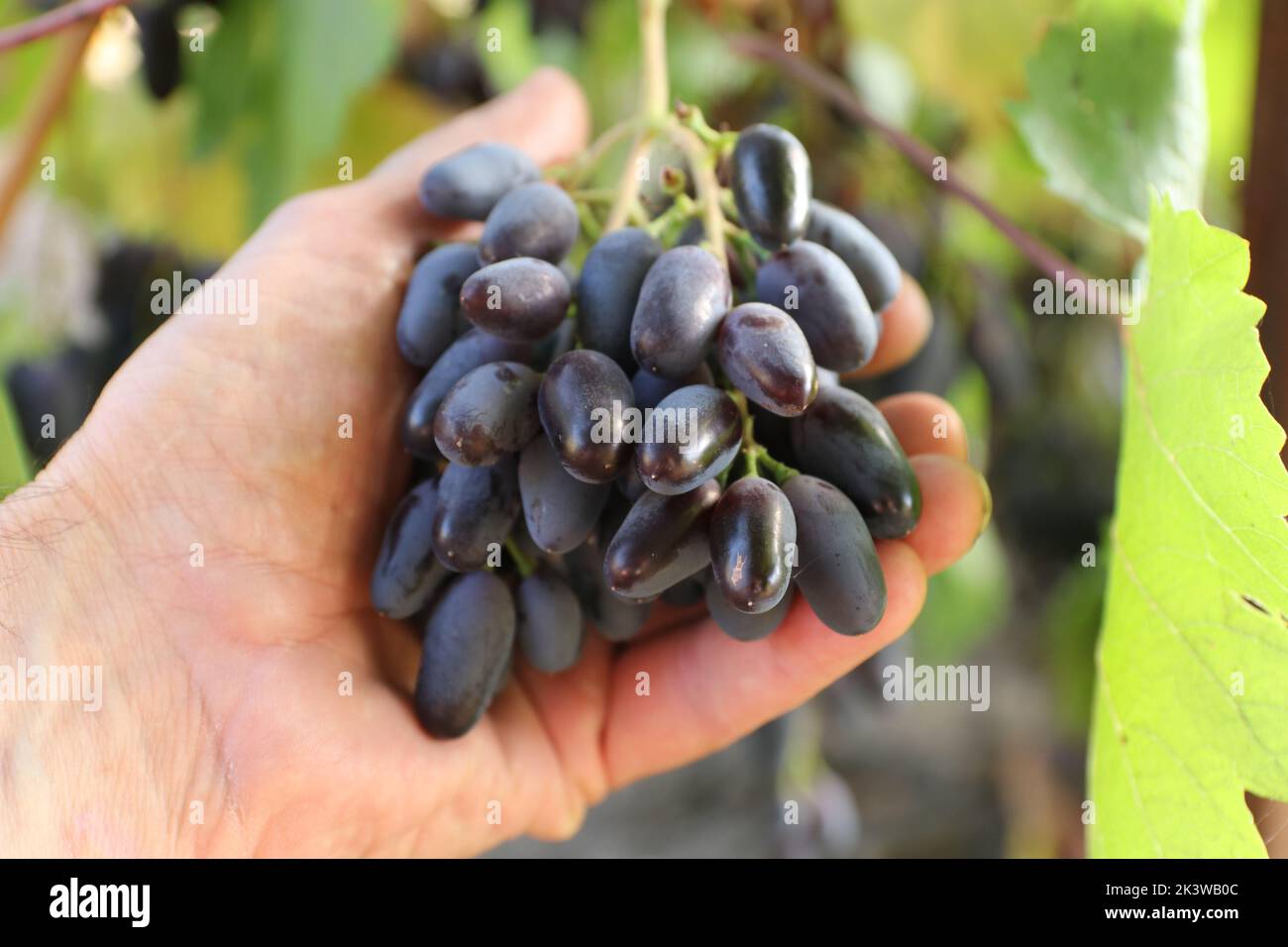 La mano tiene un mazzo di uve blu. Vendemmia. Foto Stock