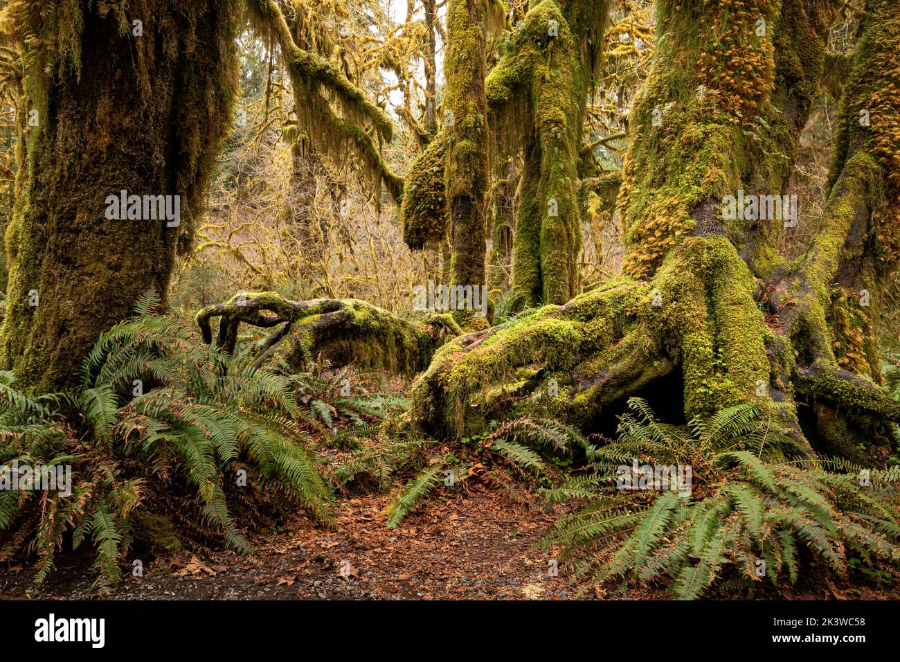 WA22098-00...WASHINGTON - Acero coperto di muschio nella Hall of Mosses, parte della foresta pluviale Hoh, nel Parco Nazionale Olimpico. Foto Stock