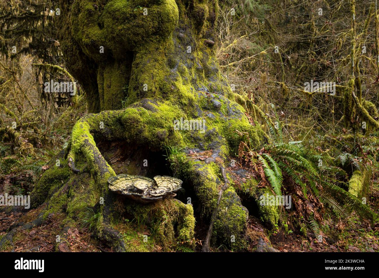 WA22110-00...WASHINGTON - fungo gigante su un albero con un grande burl nella foresta pluviale di Hoh, Parco Nazionale Olimpico. Foto Stock