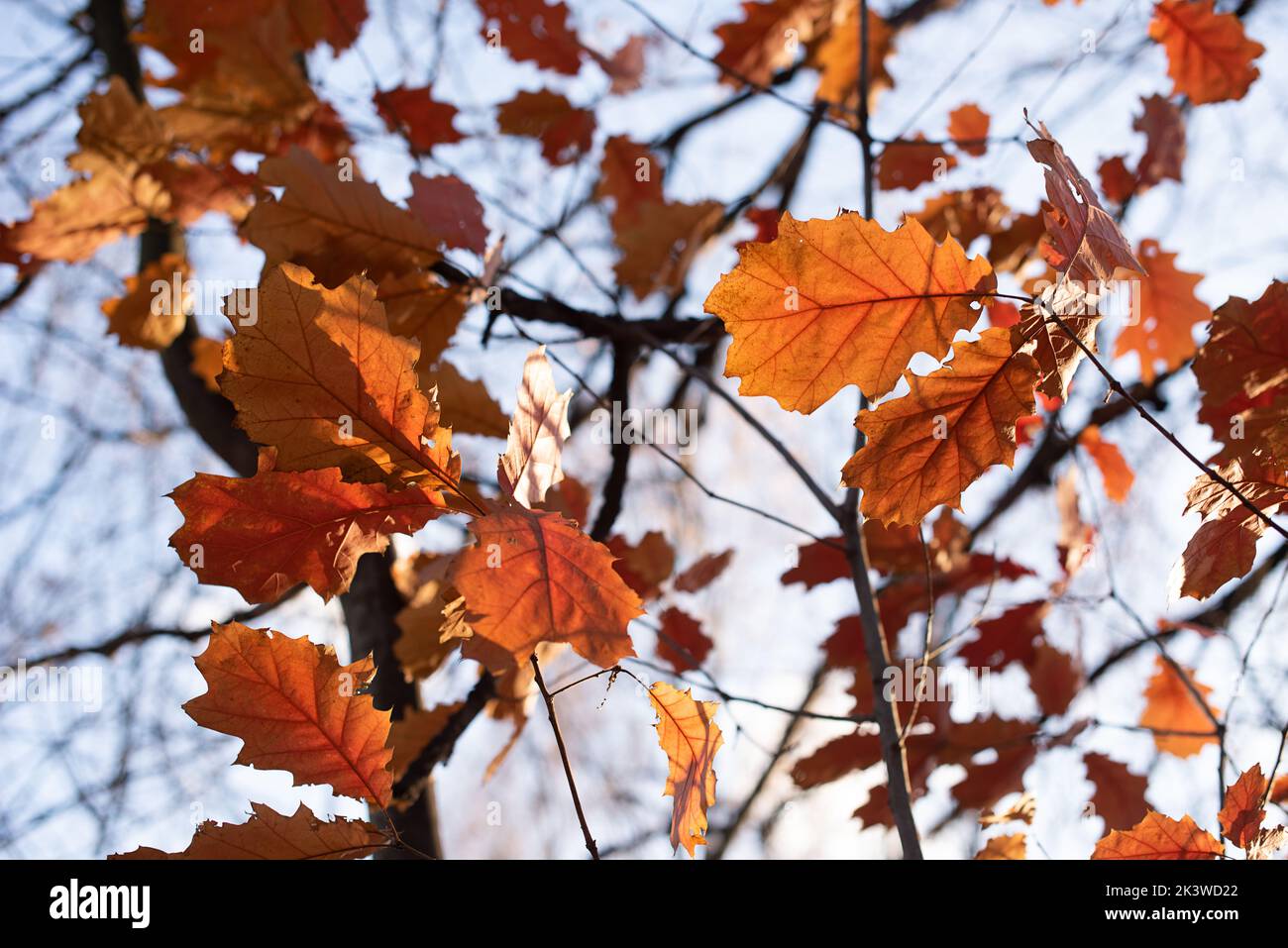 Foglie d'autunno dorate sul ramo, cielo blu sullo sfondo. Foto Stock