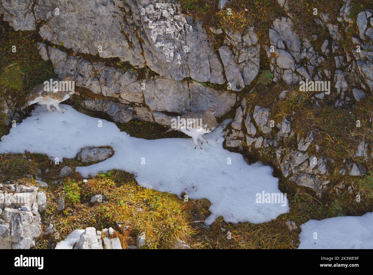 Le Alpi selvagge, ritratto d'arte di un paio la roccia ptarmigan, Lagopus muta, sfondo di pietra Foto Stock