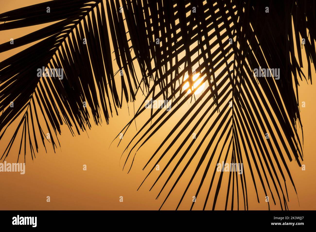 Silhouette di foglie di palma contro il sole che sorge a Fujairah negli Emirati Arabi Uniti Foto Stock
