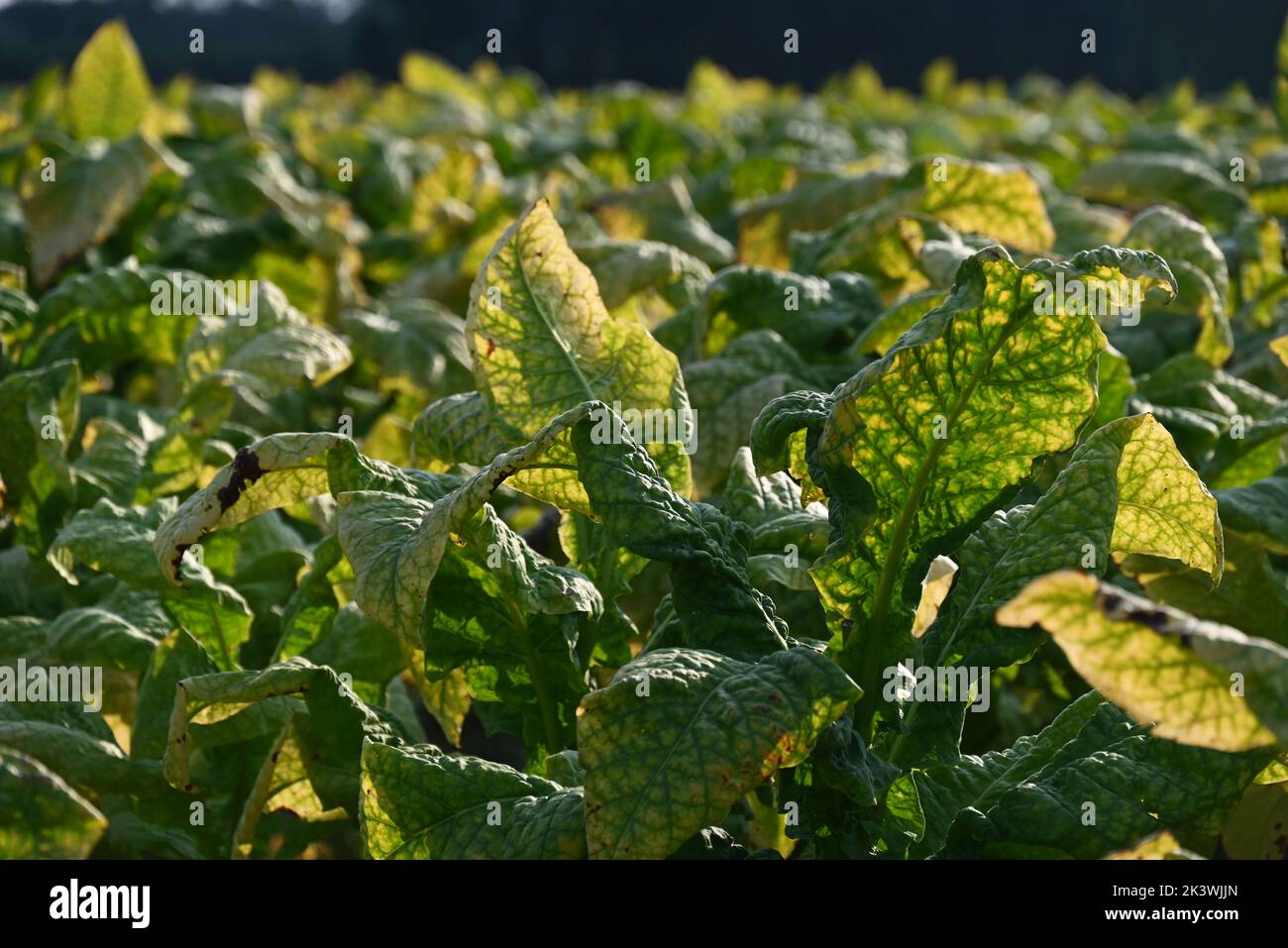 Vieni su di un campo di tabacco pronto per il raccolto nella contea di Bertie North Carolina. Foto Stock