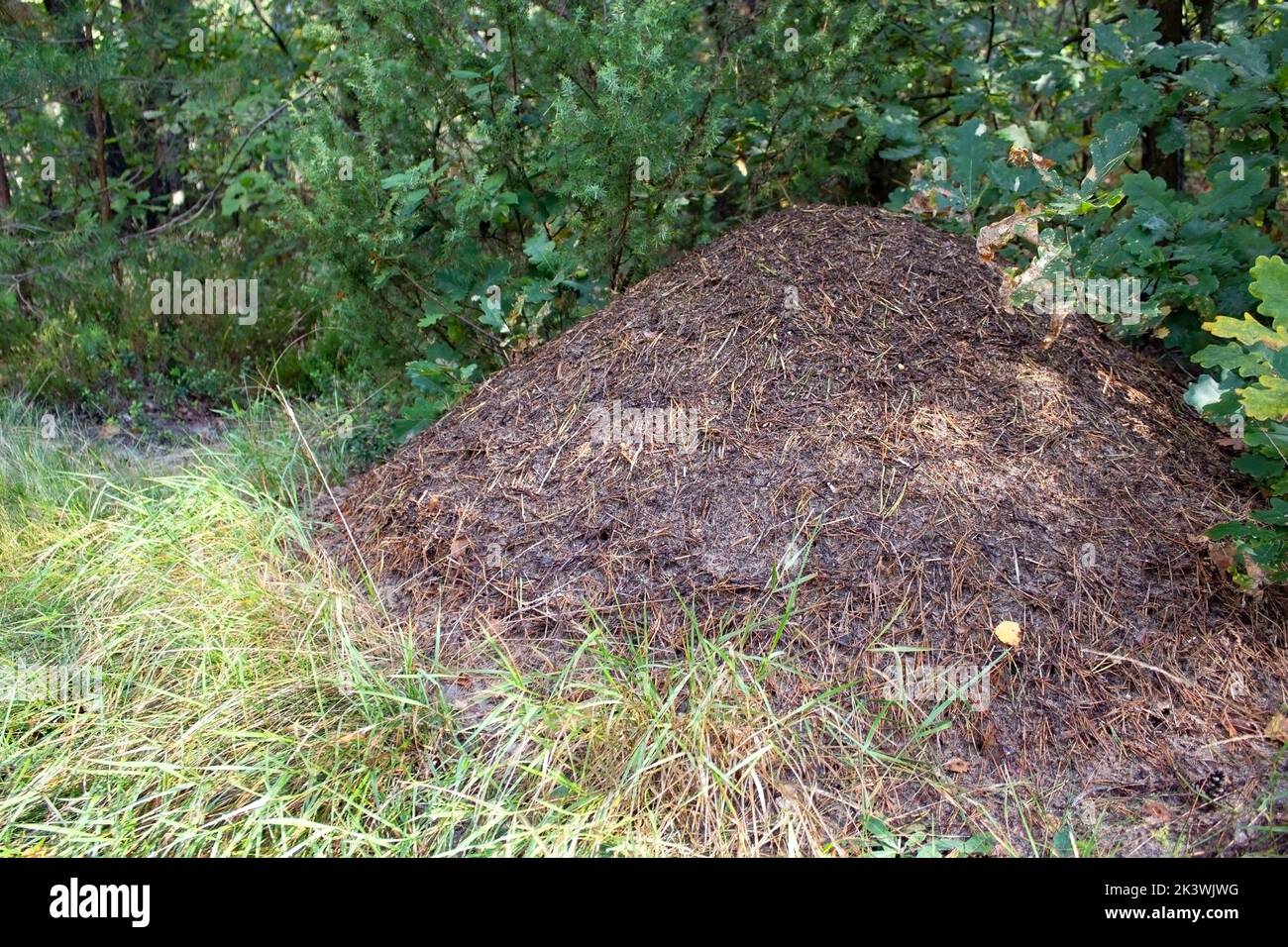 Aneto enorme nella foresta. Casa per formiche nell'ambiente naturale. Estate giorno di sole. Foto Stock