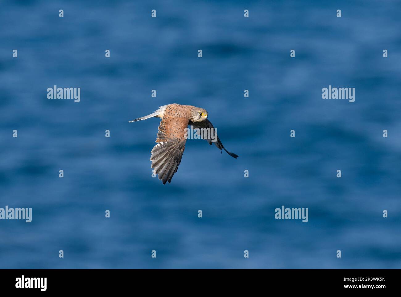 Kestrel, Falco tinnunculus, singolo maschio in volo, Cormwall Settembre 2022 Foto Stock