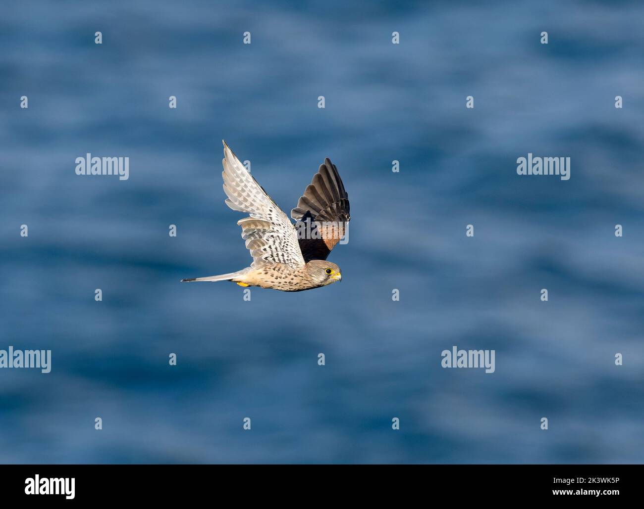 Kestrel, Falco tinnunculus, singolo maschio in volo, Cormwall Settembre 2022 Foto Stock