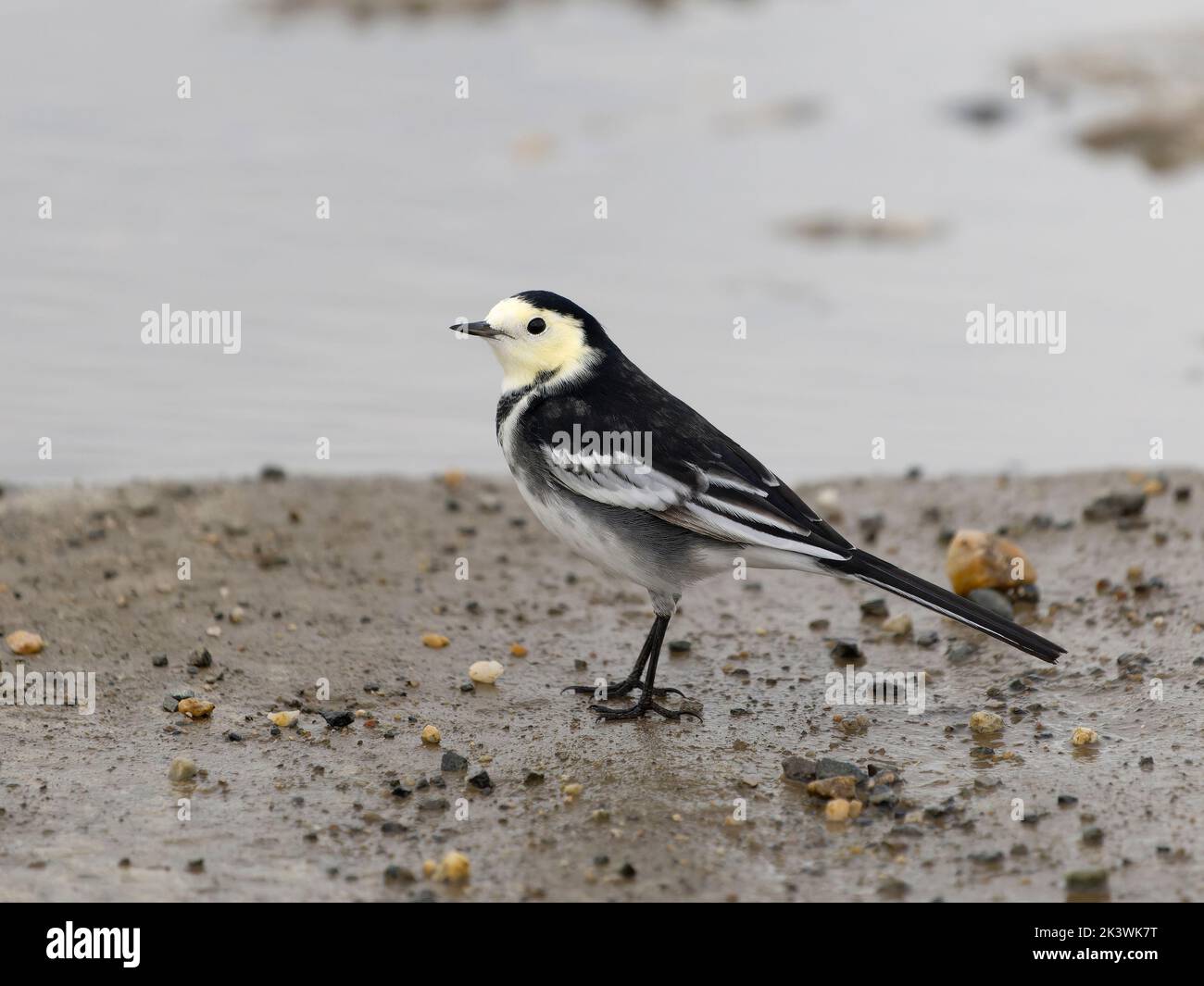 Coda di cavallo Pied, Motacilla alba, uccello singolo da acqua, Cormwall Settembre 2022 Foto Stock