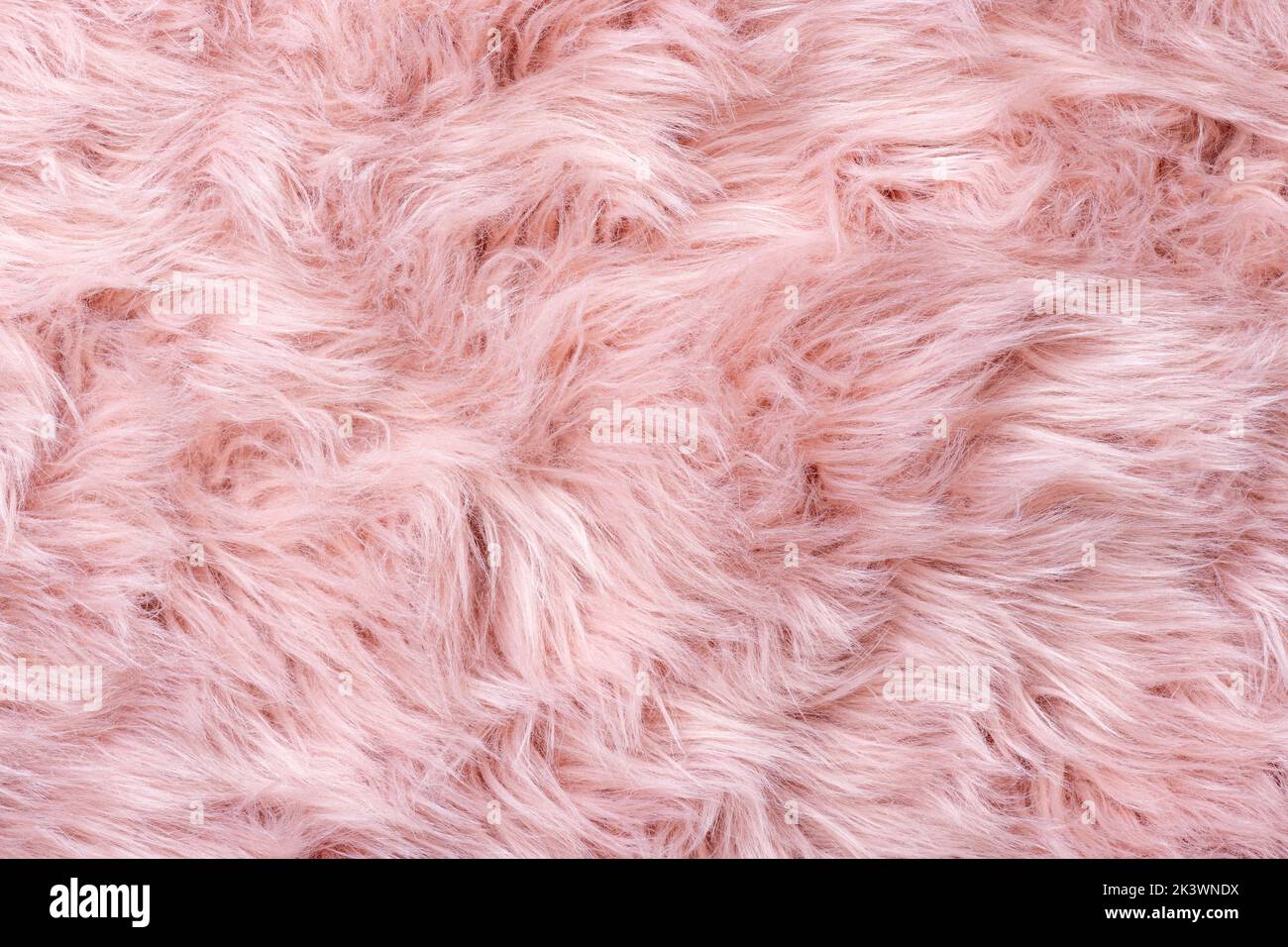 Pelliccia rosa immagini e fotografie stock ad alta risoluzione - Alamy