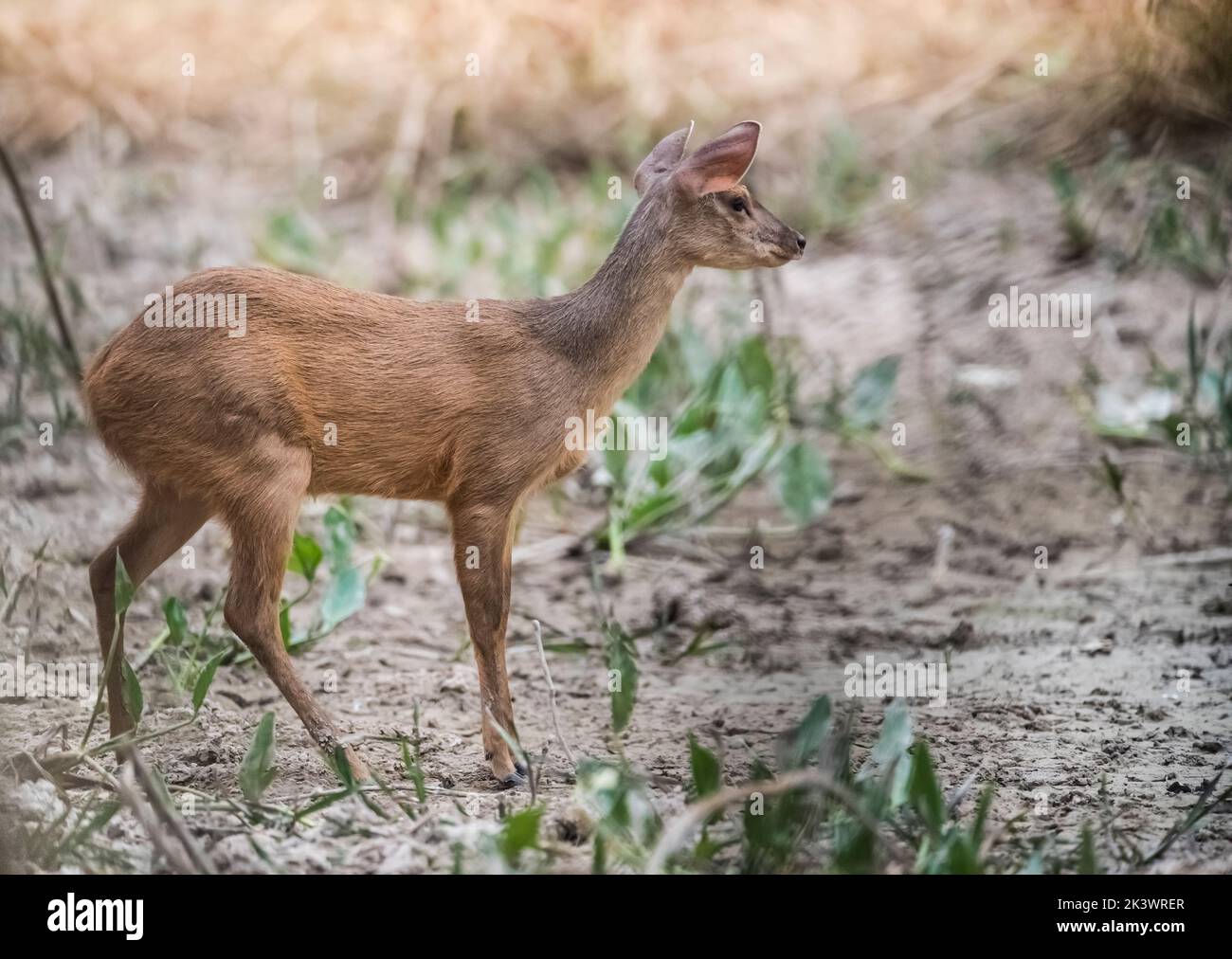 Cervo marrone.Mato grosso Brasile Foto Stock