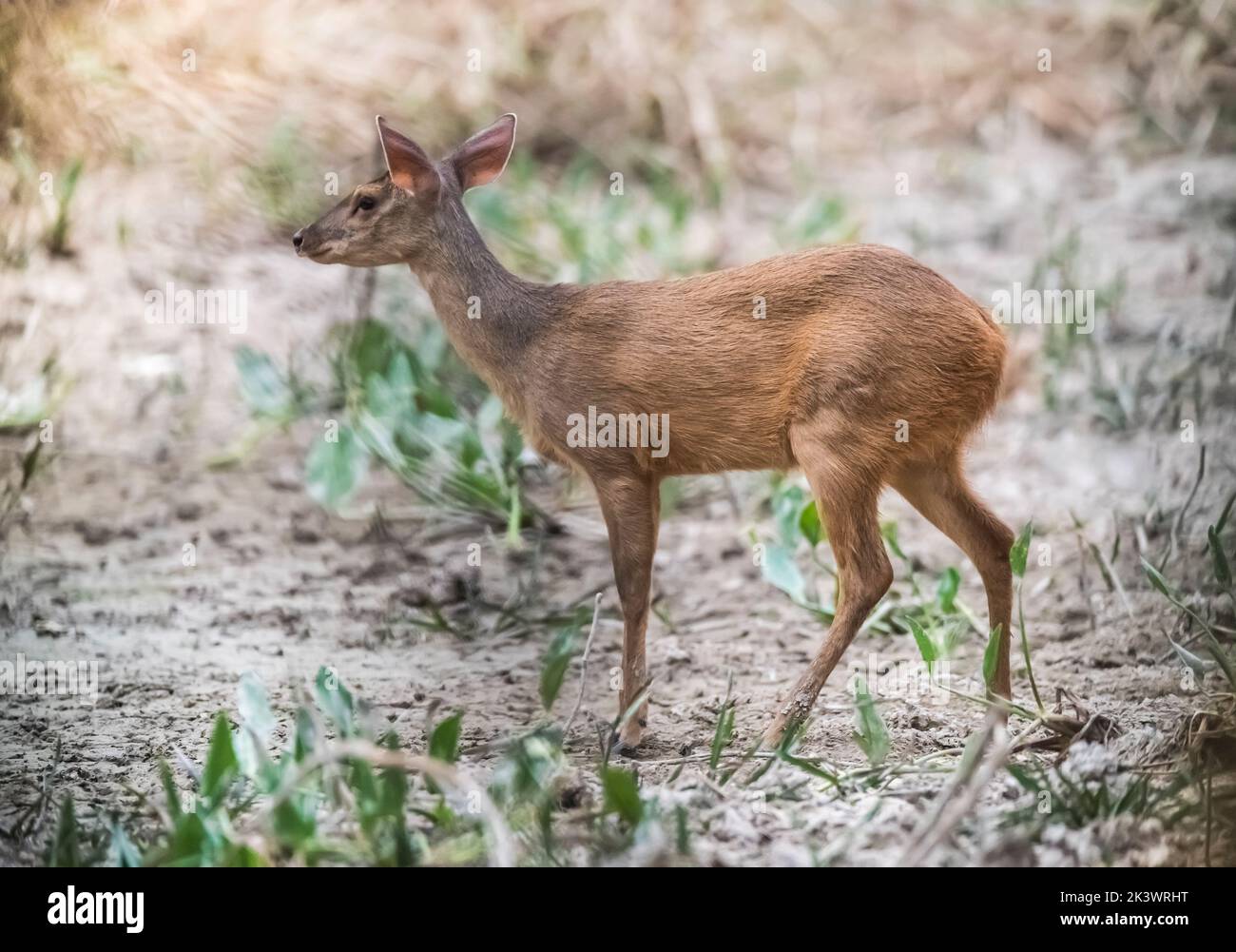 Cervo marrone.Mato grosso Brasile Foto Stock