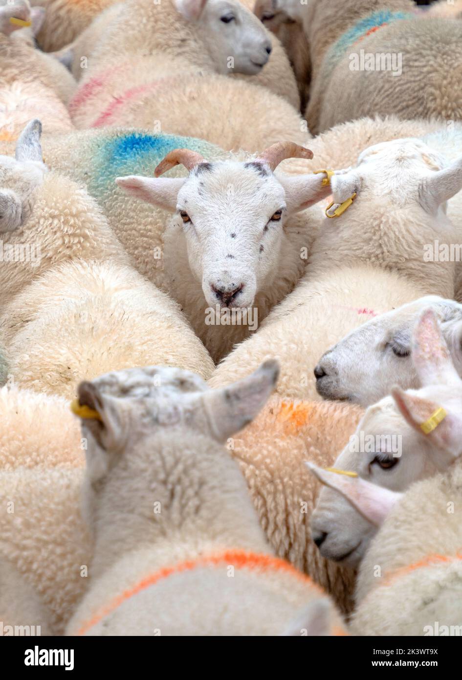 Mandria di pecore ad un'asta di pecore nelle Highlands scozzesi sull'isola di Skye, Scozia Foto Stock