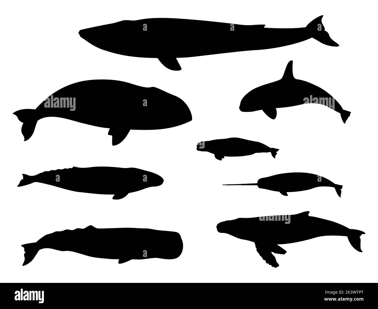 Set di sagome balena. Illustrazione vettoriale nero silhouette beluga, grigio, testa bowhead, blu, narwhal, humpback, sperma, balena killer isolato su bianco b Illustrazione Vettoriale